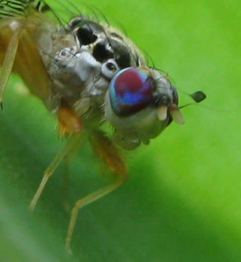 Ceratitis capitata (Tephriyidae)